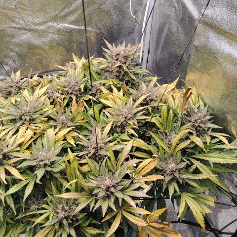 Auto Moon Rock Divine Seeds growlog timeline photo