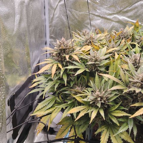 Auto Moon Rock Divine Seeds growlog timeline photo