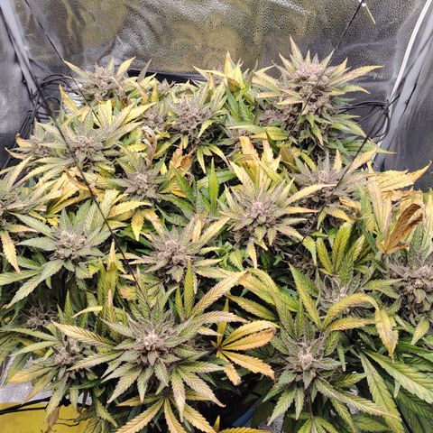 Auto Moon Rock Divine Seeds growlog timeline photo
