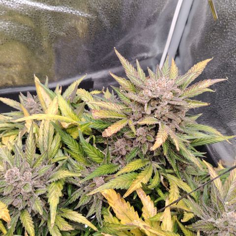 Auto Moon Rock Divine Seeds growlog timeline photo
