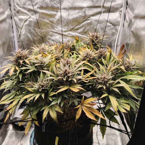 Auto Moon Rock Divine Seeds growlog timeline photo