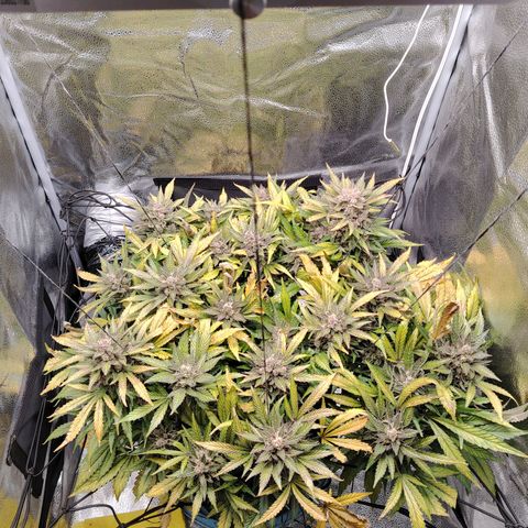 Auto Moon Rock Divine Seeds growlog timeline photo