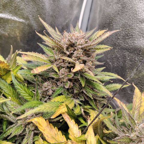 Auto Moon Rock Divine Seeds growlog timeline photo