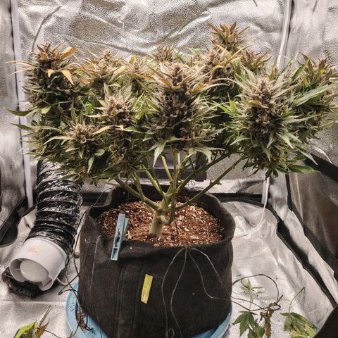 Auto Moon Rock Divine Seeds growlog timeline photo