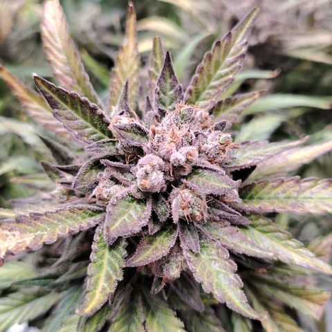 Auto Moon Rock Divine Seeds growlog timeline photo
