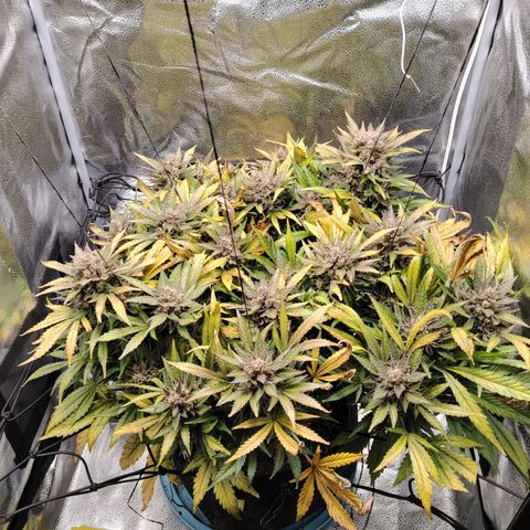 Auto Moon Rock Divine Seeds growlog timeline photo