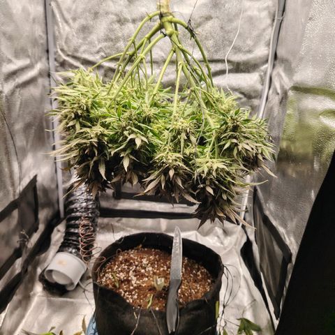 Auto Moon Rock Divine Seeds growlog timeline photo