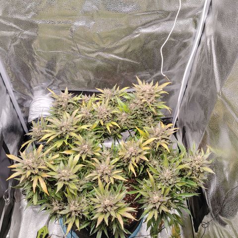 Auto Moon Rock Divine Seeds growlog timeline photo