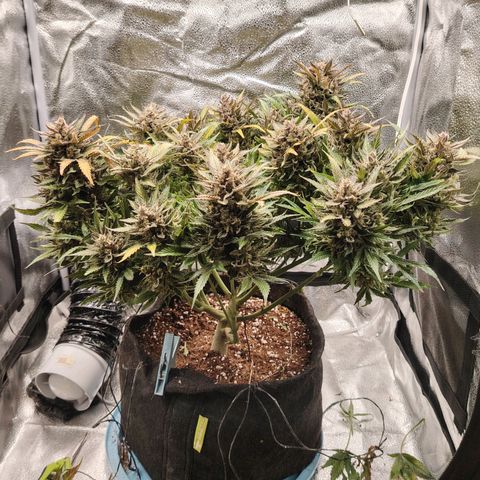 Auto Moon Rock Divine Seeds growlog timeline photo