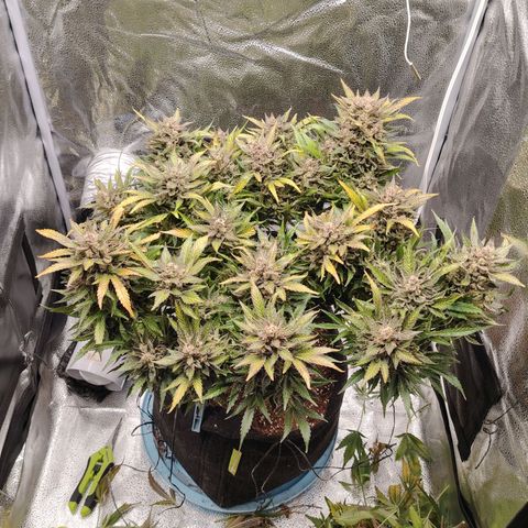 Auto Moon Rock Divine Seeds growlog timeline photo