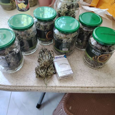 Auto Moon Rock Divine Seeds growlog timeline photo