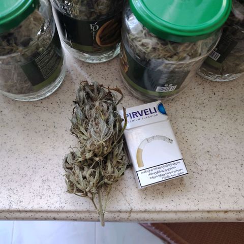 Auto Moon Rock Divine Seeds growlog timeline photo
