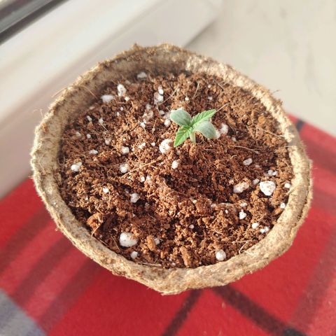 Zkittlez OG Auto growlog photo