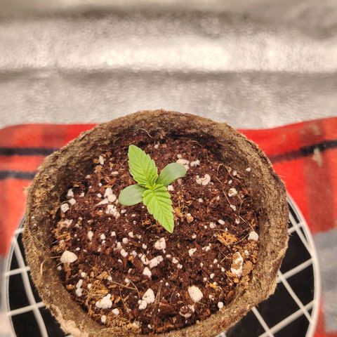 Zkittlez OG Auto growlog timeline photo