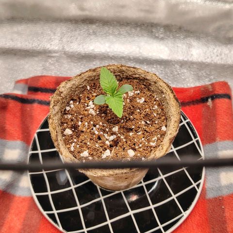 Zkittlez OG Auto growlog timeline photo