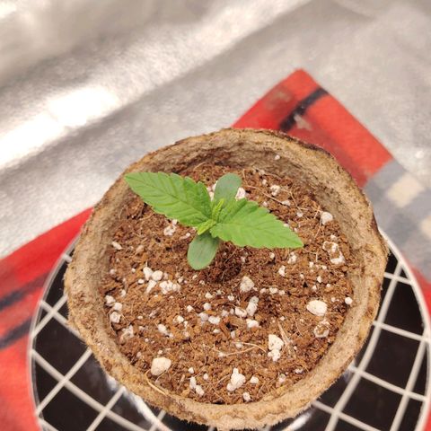 Zkittlez OG Auto growlog timeline photo