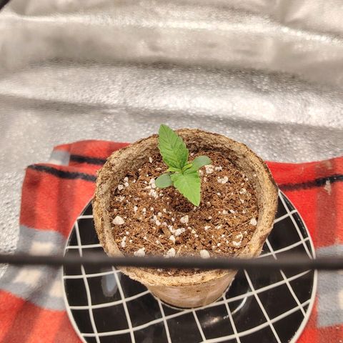 Zkittlez OG Auto growlog timeline photo