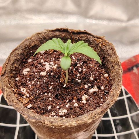 Zkittlez OG Auto growlog timeline photo