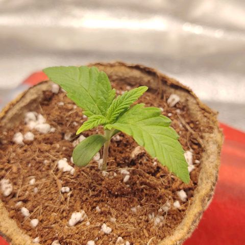 Zkittlez OG Auto growlog timeline photo