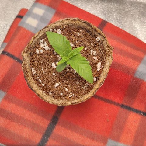 Zkittlez OG Auto growlog timeline photo