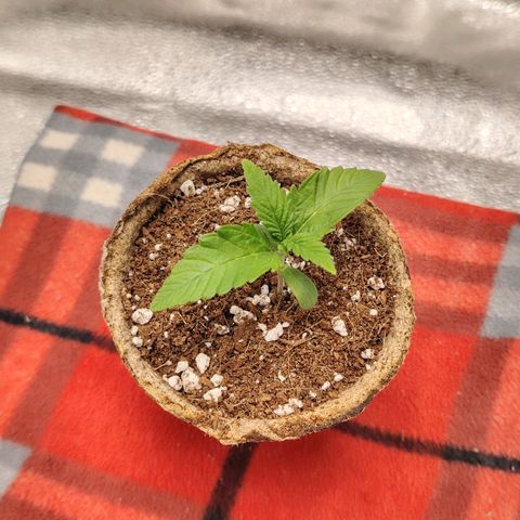 Zkittlez OG Auto growlog timeline photo