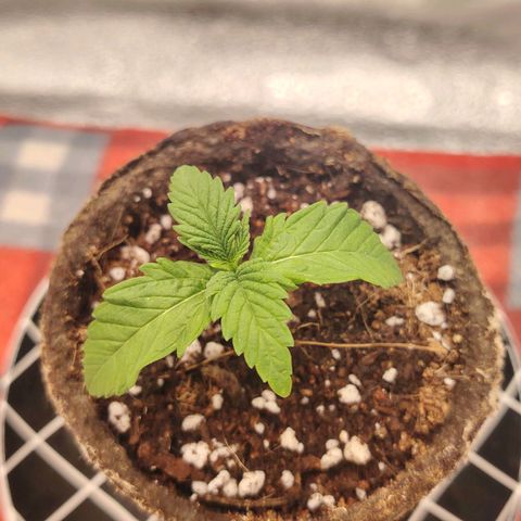 Zkittlez OG Auto growlog timeline photo