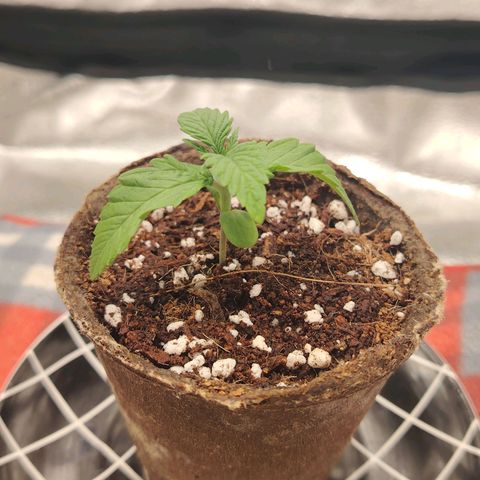 Zkittlez OG Auto growlog timeline photo