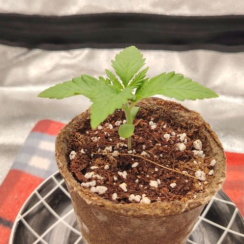Zkittlez OG Auto growlog timeline photo