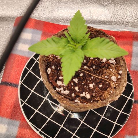 Zkittlez OG Auto growlog timeline photo