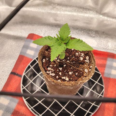 Zkittlez OG Auto growlog timeline photo