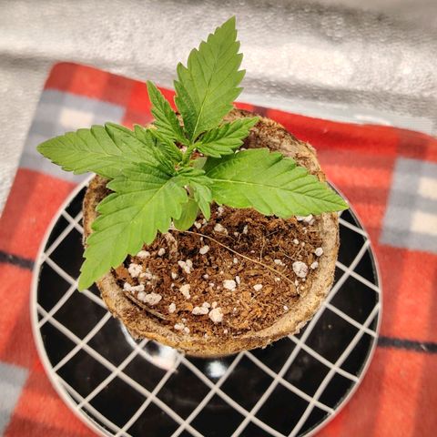 Zkittlez OG Auto growlog timeline photo