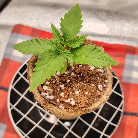 Zkittlez OG Auto growlog timeline photo