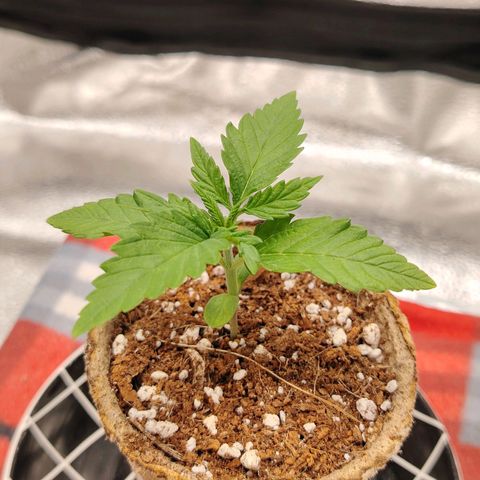 Zkittlez OG Auto growlog timeline photo