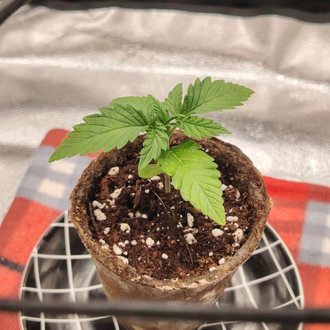 Zkittlez OG Auto growlog timeline photo