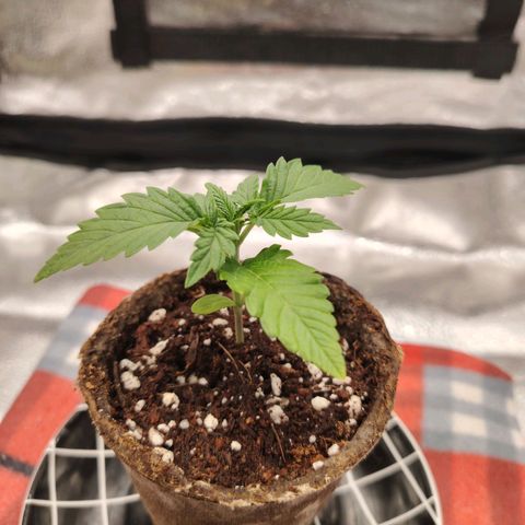 Zkittlez OG Auto growlog timeline photo