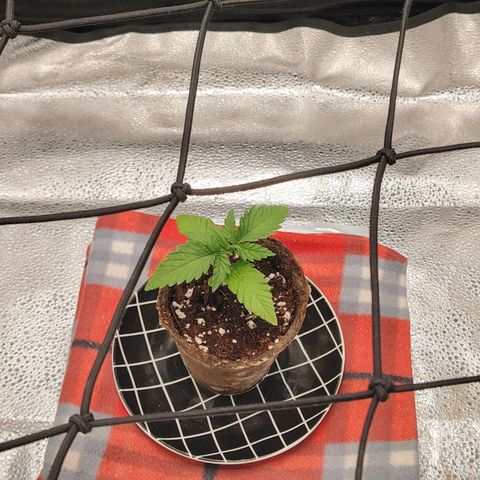 Zkittlez OG Auto growlog timeline photo