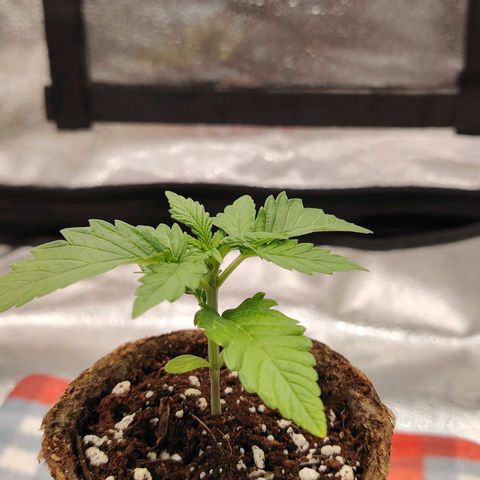 Zkittlez OG Auto growlog timeline photo