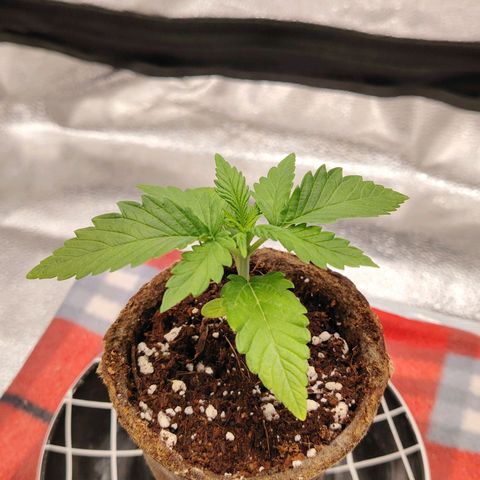 Zkittlez OG Auto growlog timeline photo