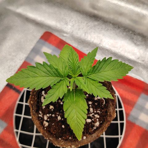 Zkittlez OG Auto growlog timeline photo