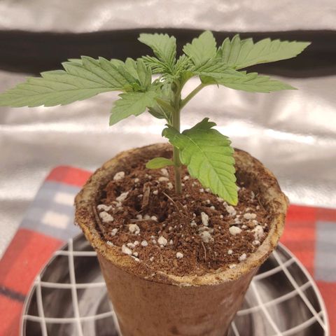 Zkittlez OG Auto growlog timeline photo