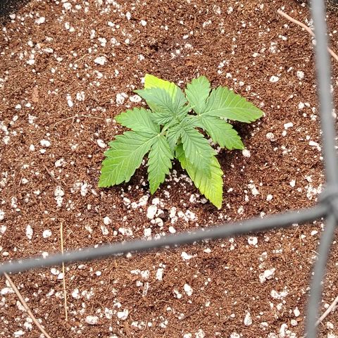 Zkittlez OG Auto growlog timeline photo