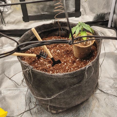 Zkittlez OG Auto growlog timeline photo