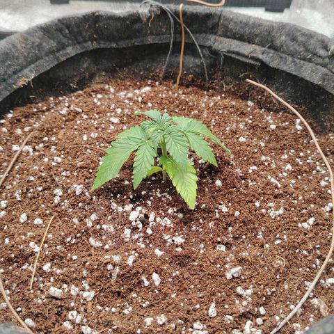 Zkittlez OG Auto growlog timeline photo