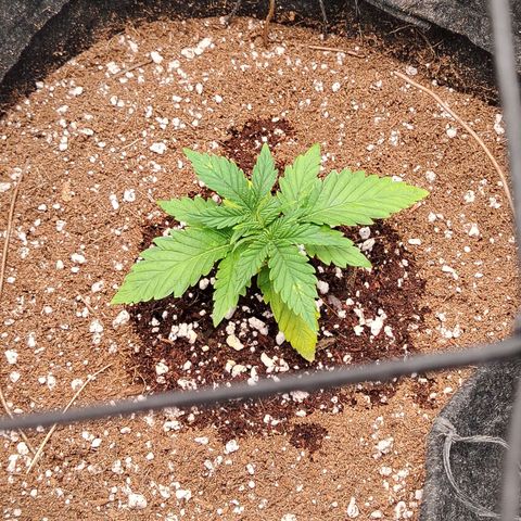 Zkittlez OG Auto growlog timeline photo