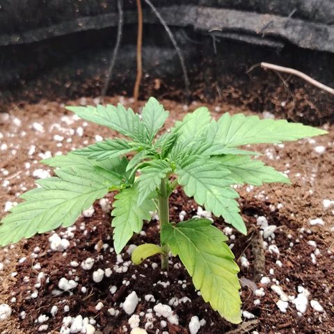 Zkittlez OG Auto growlog timeline photo