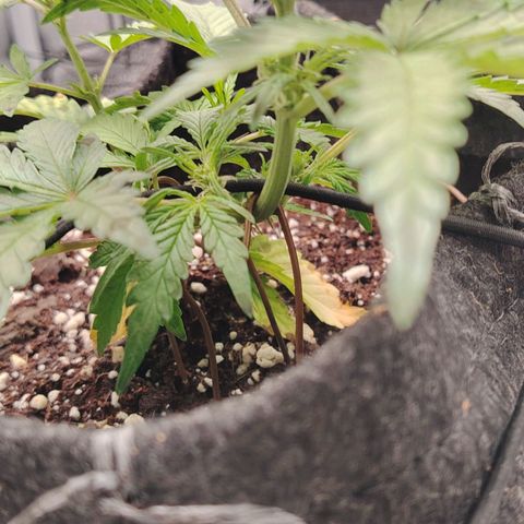 Zkittlez OG Auto growlog timeline photo