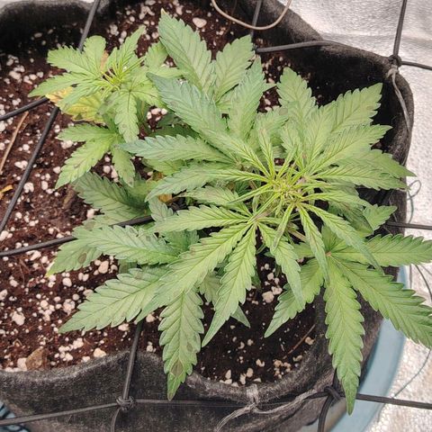 Zkittlez OG Auto growlog timeline photo