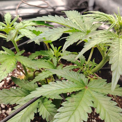 Zkittlez OG Auto growlog timeline photo
