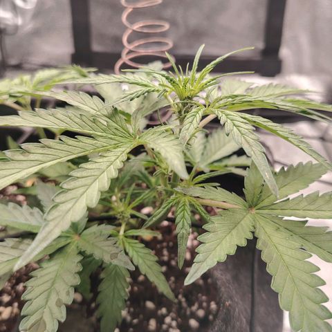 Zkittlez OG Auto growlog timeline photo