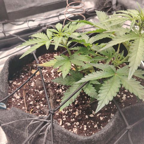 Zkittlez OG Auto growlog timeline photo